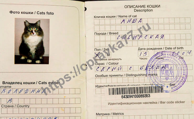Ветпаспорт для кошки